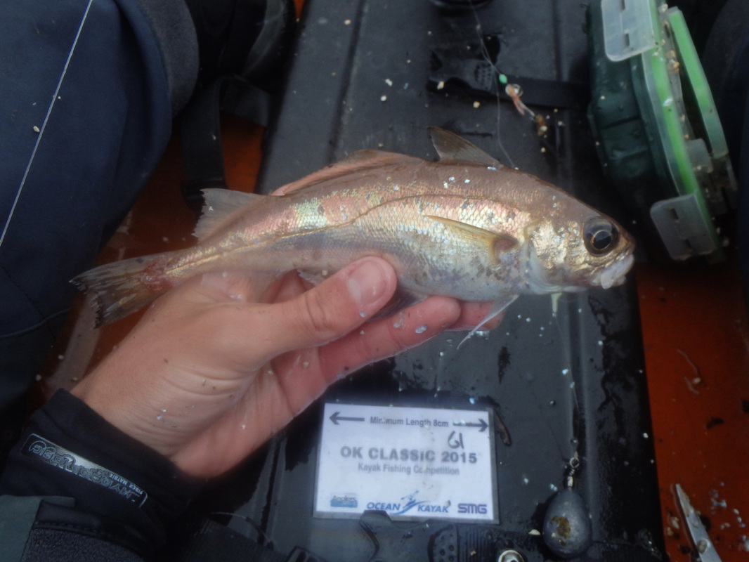 Poor Cod caught at the Ocean Kayak Classic 2015