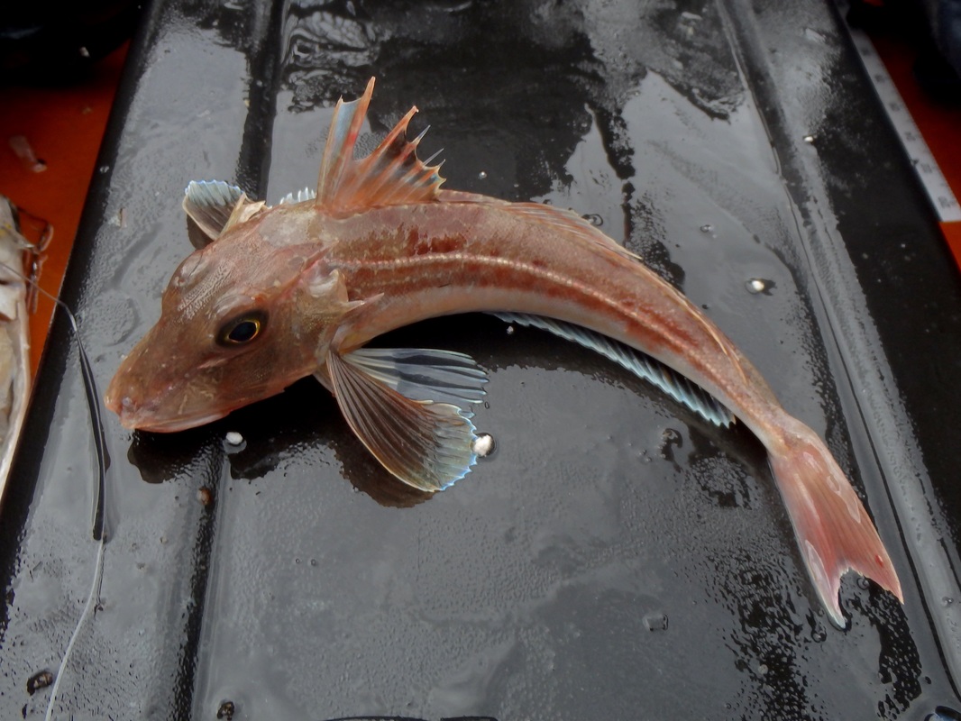 Grey Gurnard caught kayak fishing in Plymouth Sound