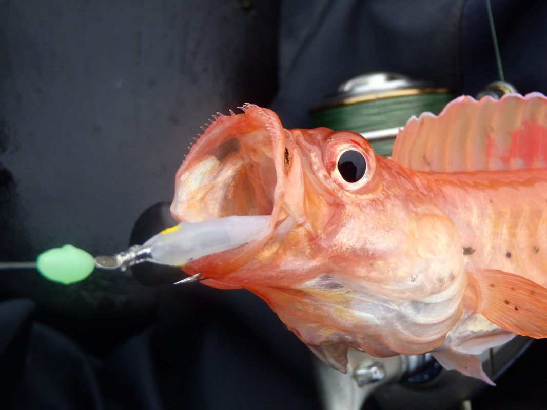 Red Band Fish caught kayak fishing in Plymouth Sound