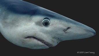 Blue Shark - Prionace glauca