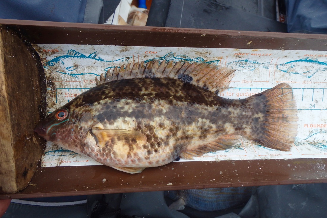 Female Baillons Wrasse - Symphodus bailloni