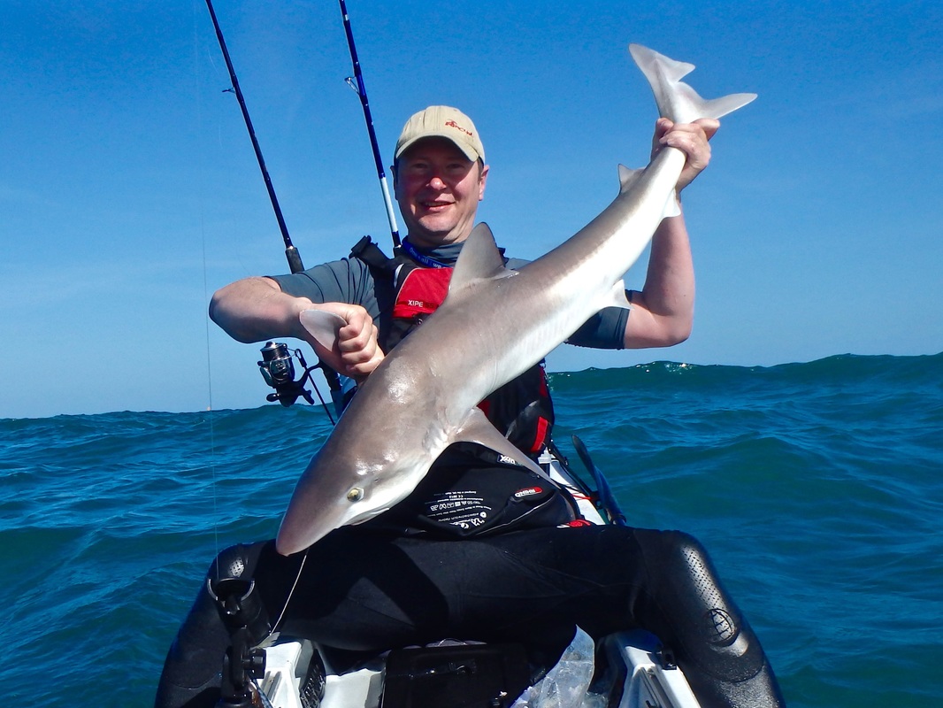 24lb Tope caught from a kayak in Cornwall