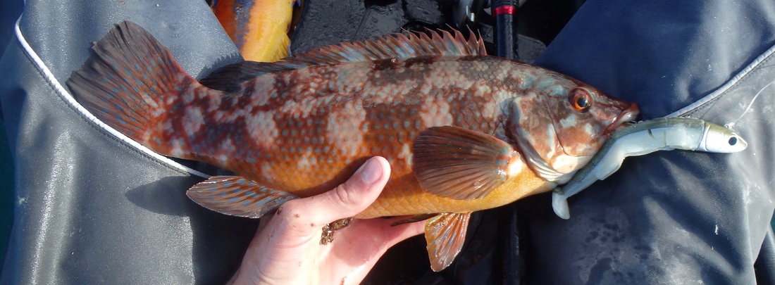 Ballan Wrasse caught on a Khaki Pearl Back Homemade Fiiish Minnow