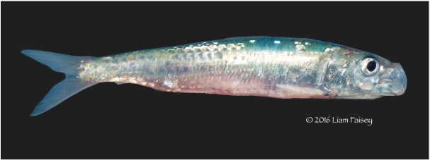 Pilchard / Cornish Sardine - Sardina pilchardus