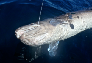 Kayak Fishing for Conger