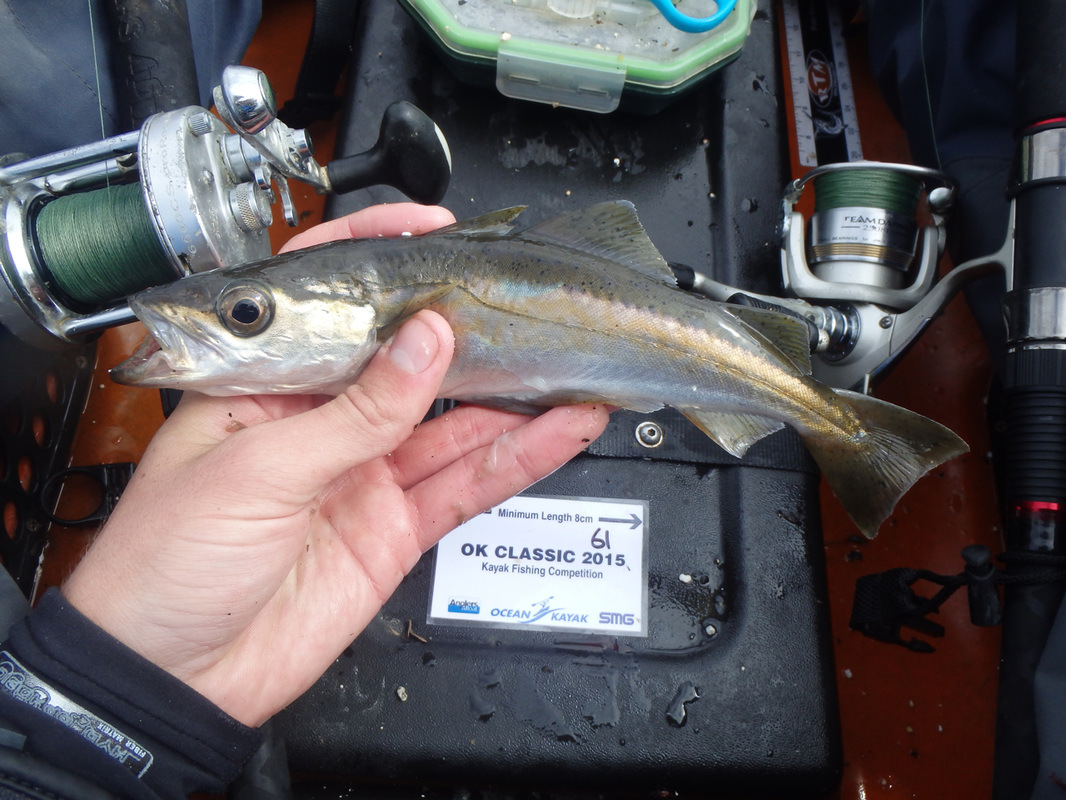 Pollack caught at the Ocean Kayak Classic 2015