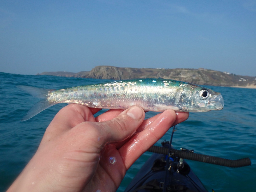 Pilchard caught whilst kayak fishing in Cornwall