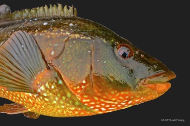 Ballan Wrasse - Labrus bergylta