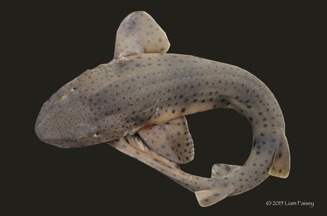 Bull Huss - Scyliorhinus stellaris
