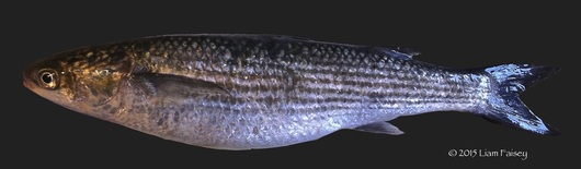 Golden Grey Mullet - Liza aurata