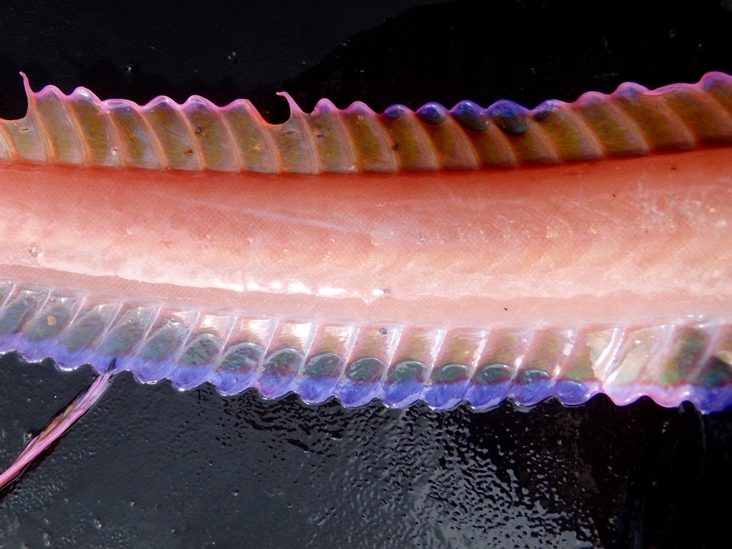 Red Band Fish - Cepola macrophthalma