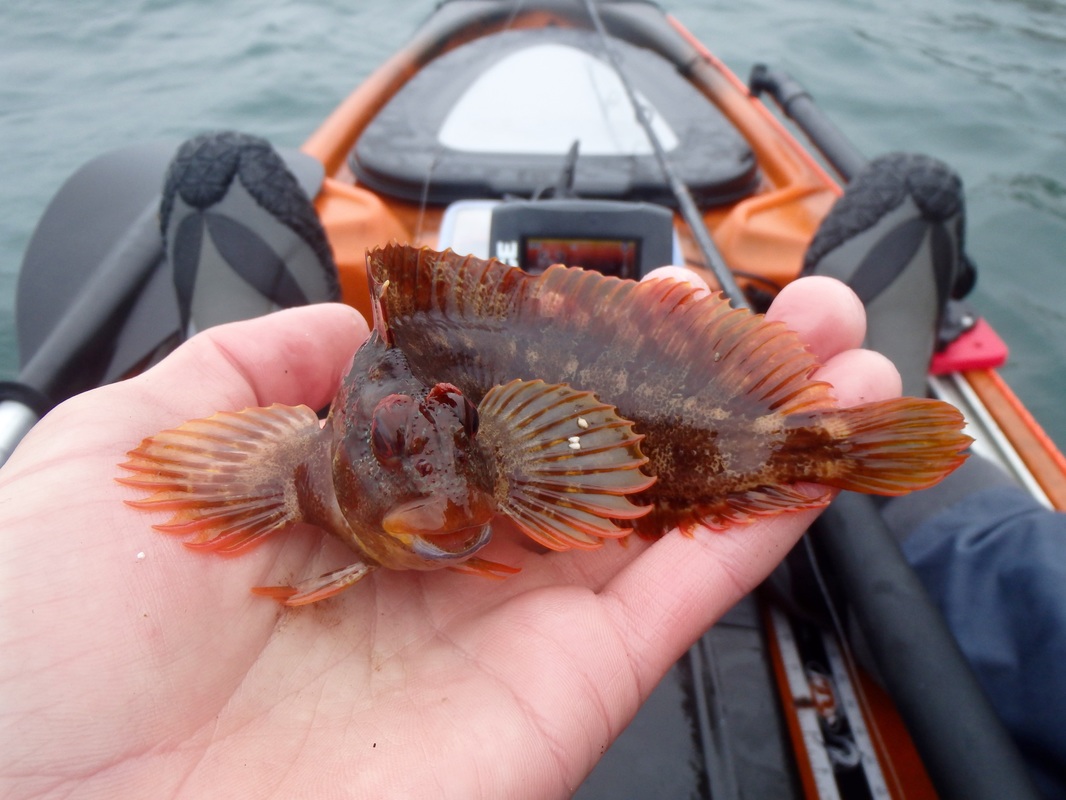 Kayak caught Tompot Blenny