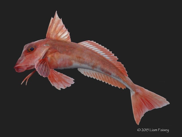 Red Gurnard - Chelidonichthys cuculus