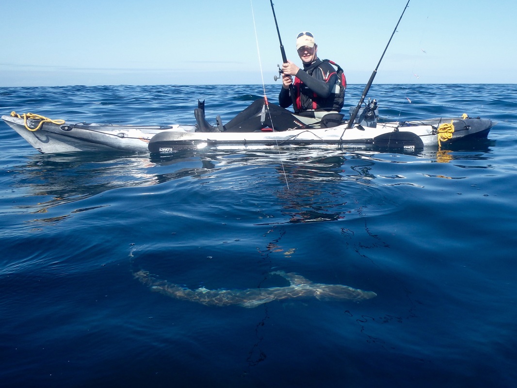 Rob bringing a Tope to the kayak