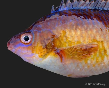 Rockcook Wrasse - Centrolabrus exoletus