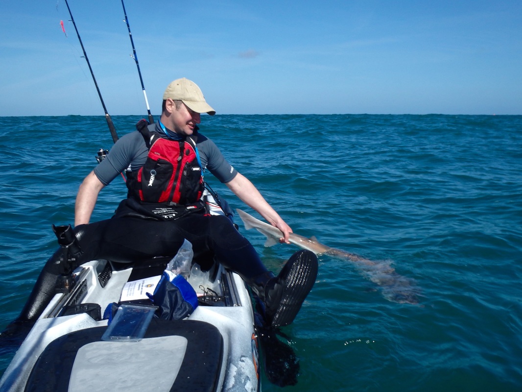 Kayak Fishing for Tope in Cornwall