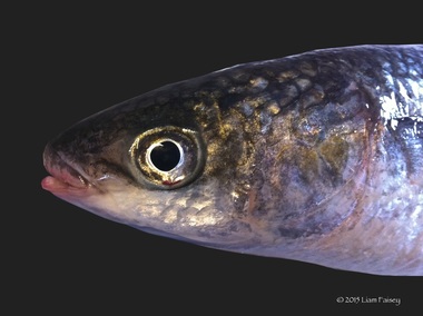 Golden Grey Mullet - Liza aurata