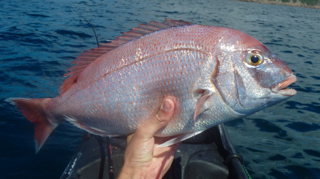 Couch's Bream - Pagrus pagrus - caught kayak fishing in Cornwall