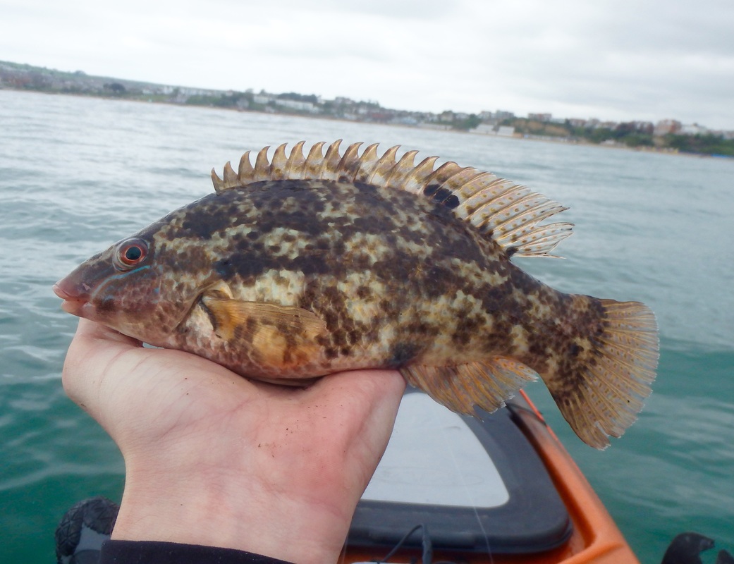 Female Baillons Wrasse - Symphodus bailloni