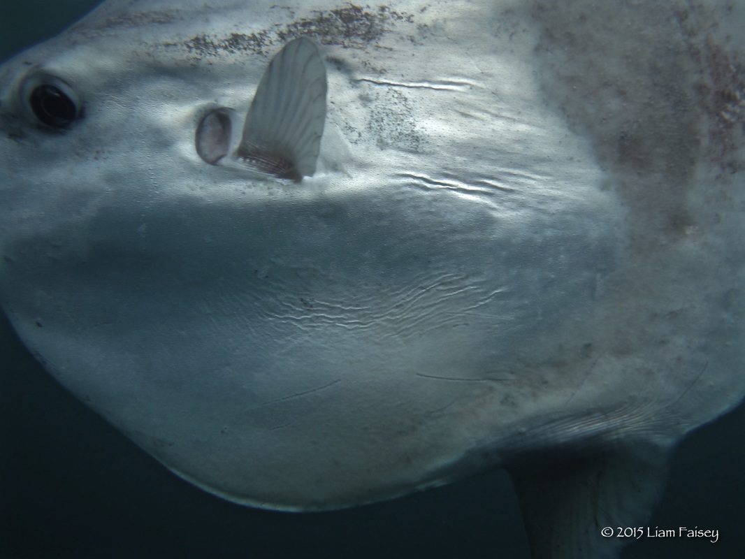 Sunfish at Lands End
