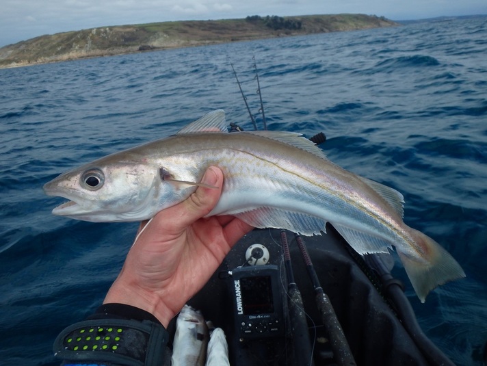 Whiting caught Kayak Fishing in Cornwall