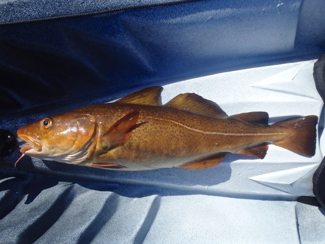 Cd caught kayak fishing in Cornwall