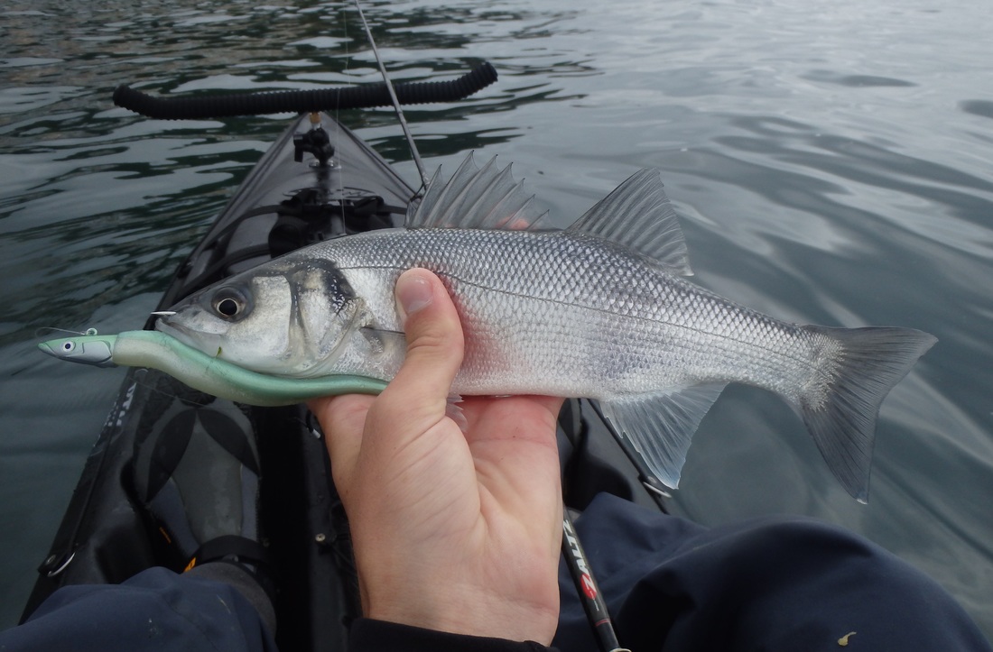 Bass caught kayak fishing at Cawsand