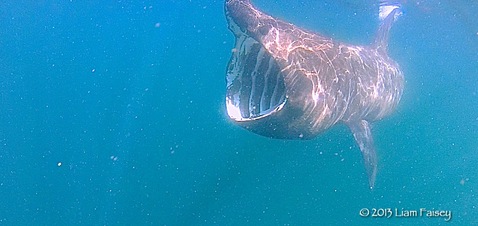 Basking Shark - Cetorhinus maximus