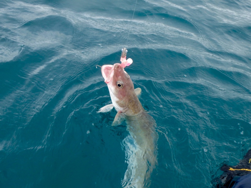 Ling caught Kayak Lure Fishing