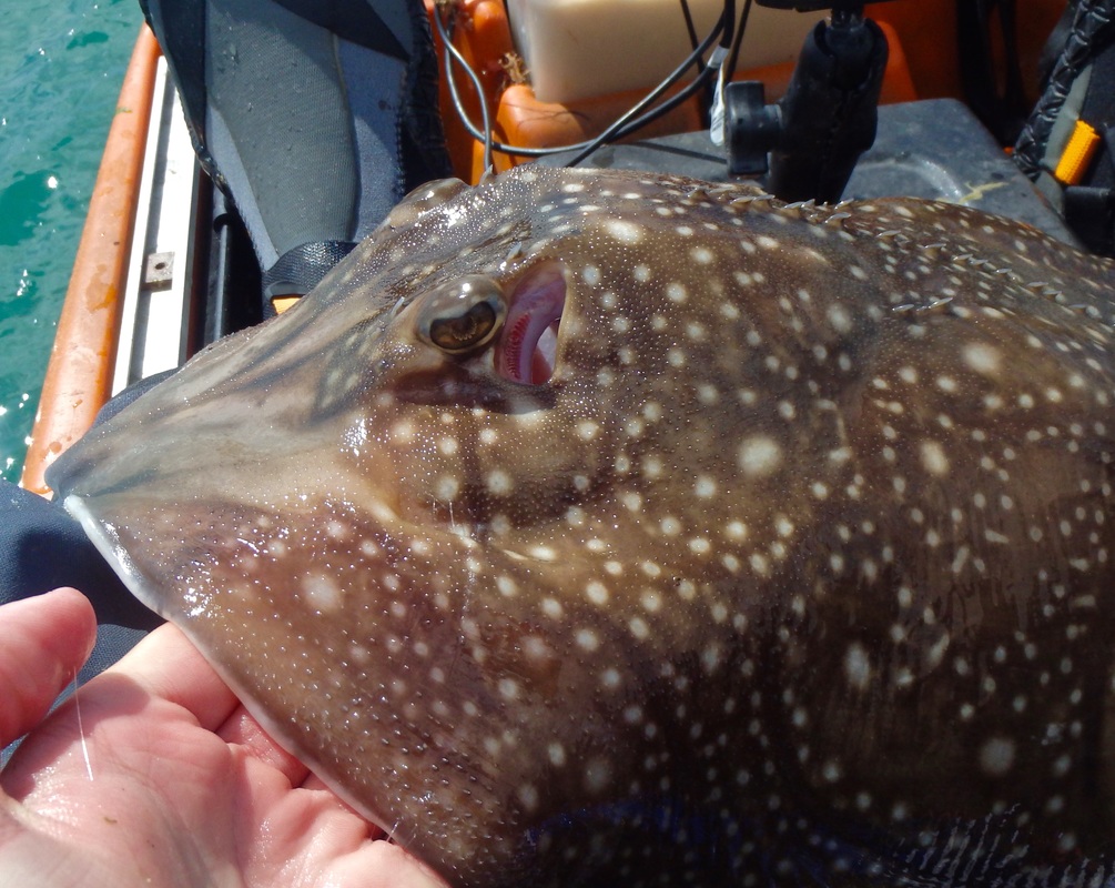 Undulate Ray caught from the kayak