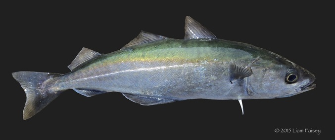 Coalfish - Pollachius virens
