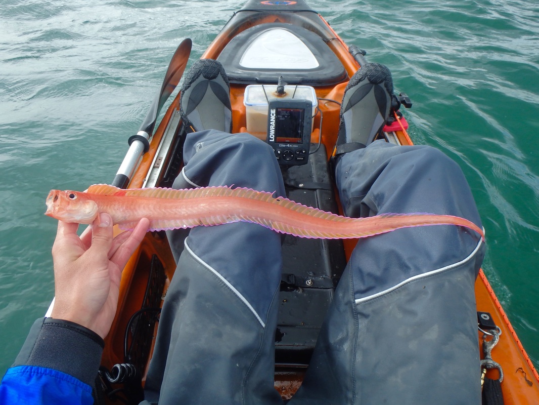 Red Band Fish - Cepola macrophthalma
