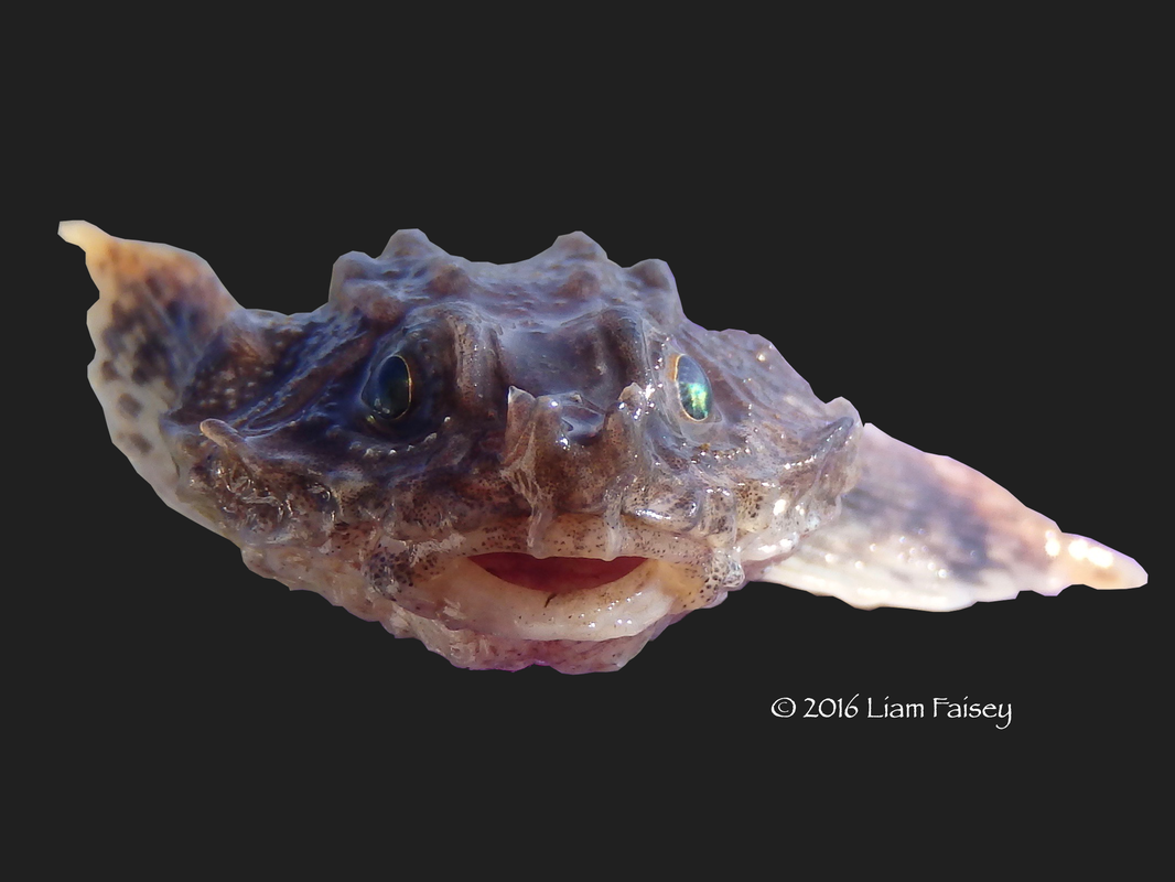 Pogge / Hook-Nose / Armoured Bullhead - Agonus cataphractus