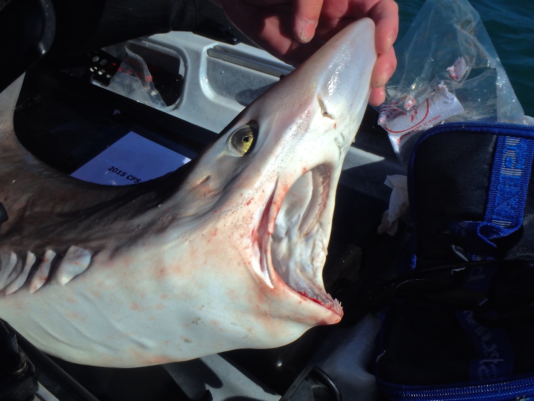 Kayak Fishing for Tope in Cornwall