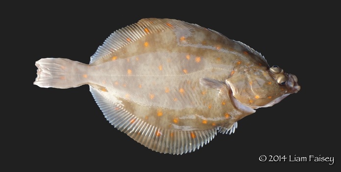 Plaice - Pleuronectes platessa