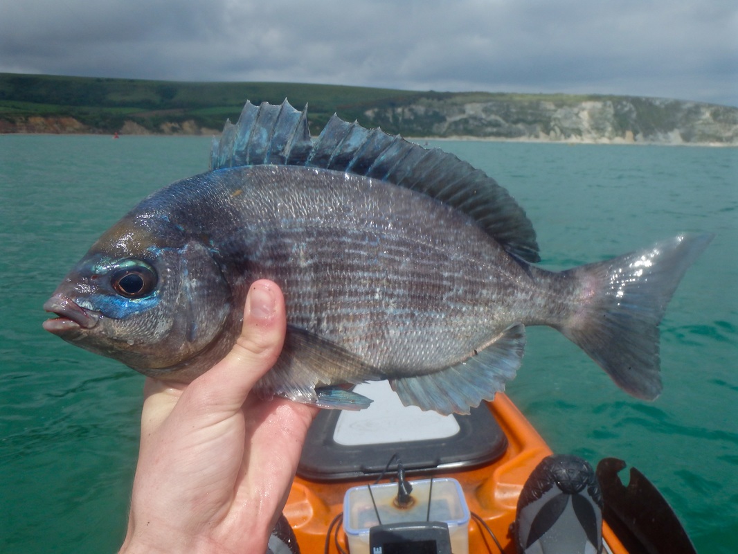 Male Black Bream caught kayak fishing at Swanage