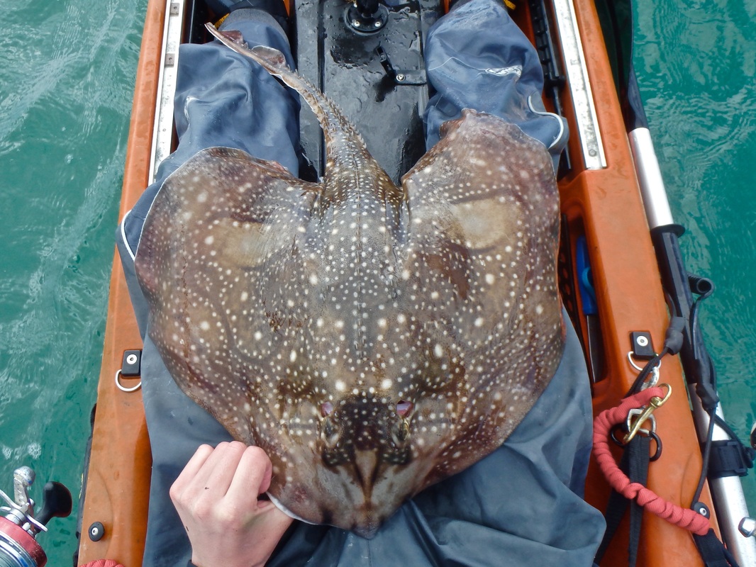 Undulate Ray caught from the kayak