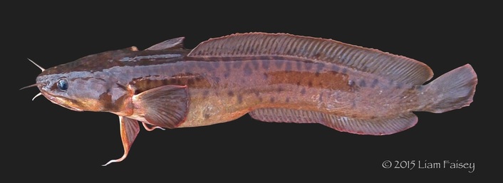 Three Bearded Rockling - Gaidropsarus vulgaris