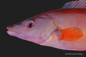 Female Cuckoo Wrasse - Labrus mixtus