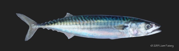 Mackerel - Scomber scombrus