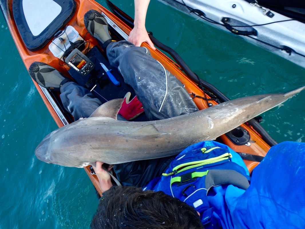 30lb Tope caught from the RTM Abaco in Cornwall
