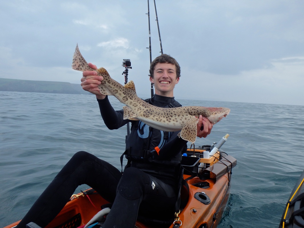 Beautifully marked Bull Huss