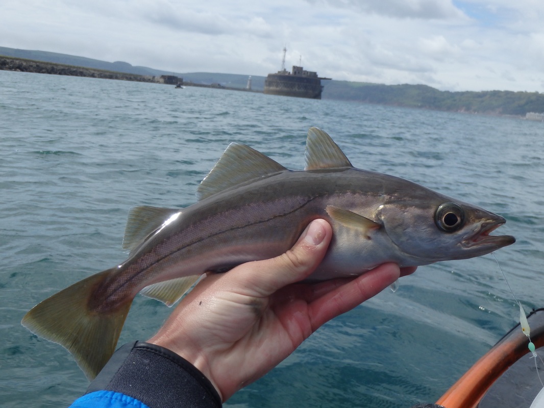 Small Pollack caught at Plymouth Breakwater