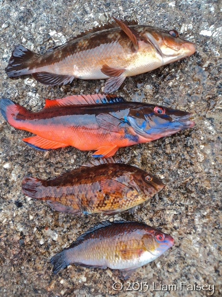 UK Wrasse Species