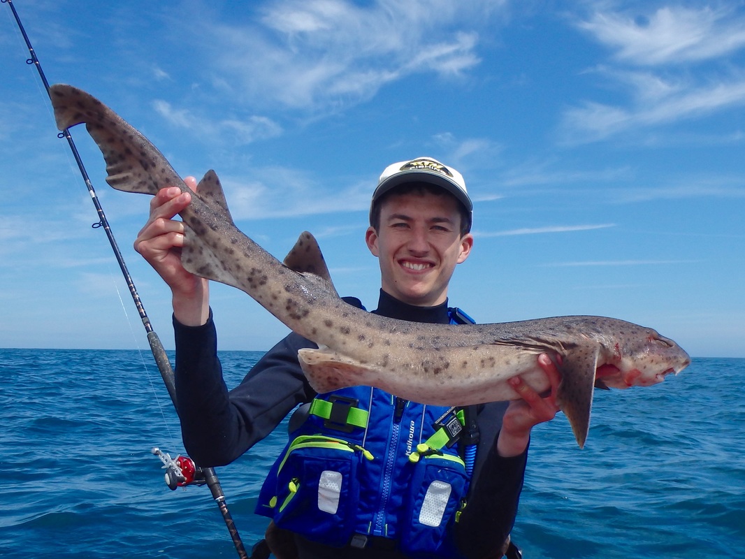 Bull Huss caught kayaka fishing in Cornwall