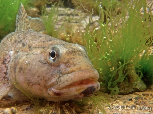 Giant Goby - Gobius cobitis