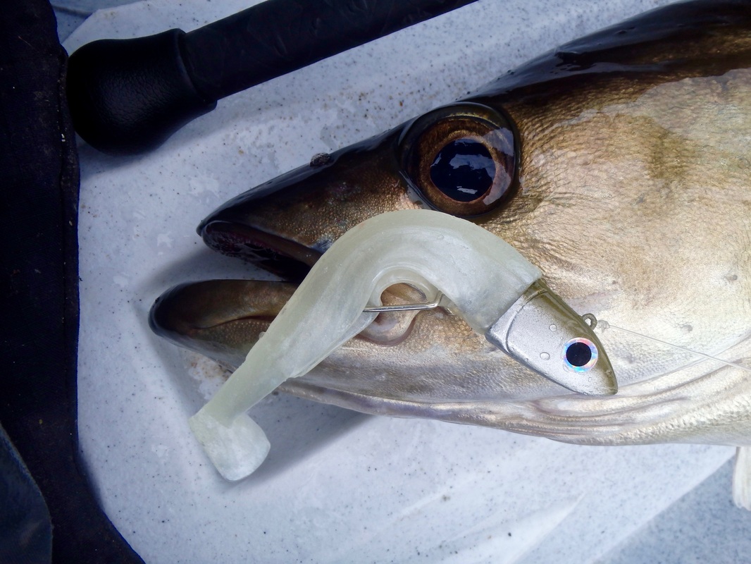 Pollack caught on a Nuclear Lemon Back Homemade Fiiish Minnow