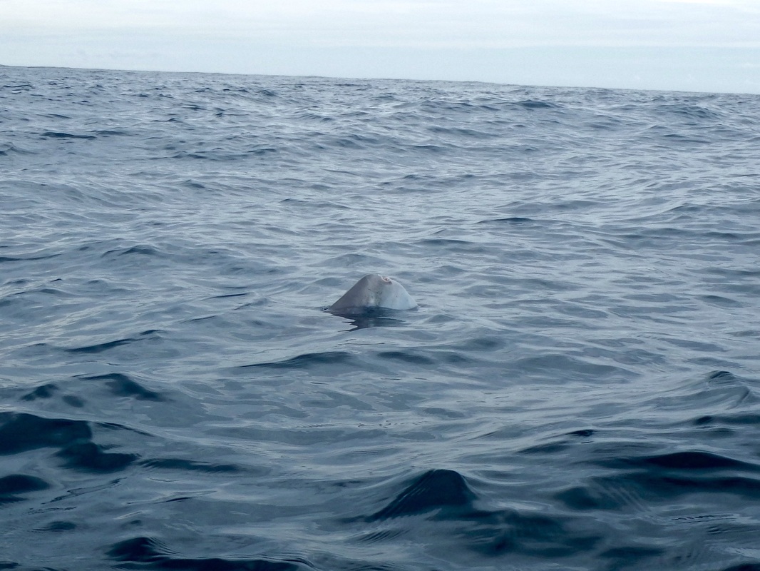 Sunfish Spy hopping