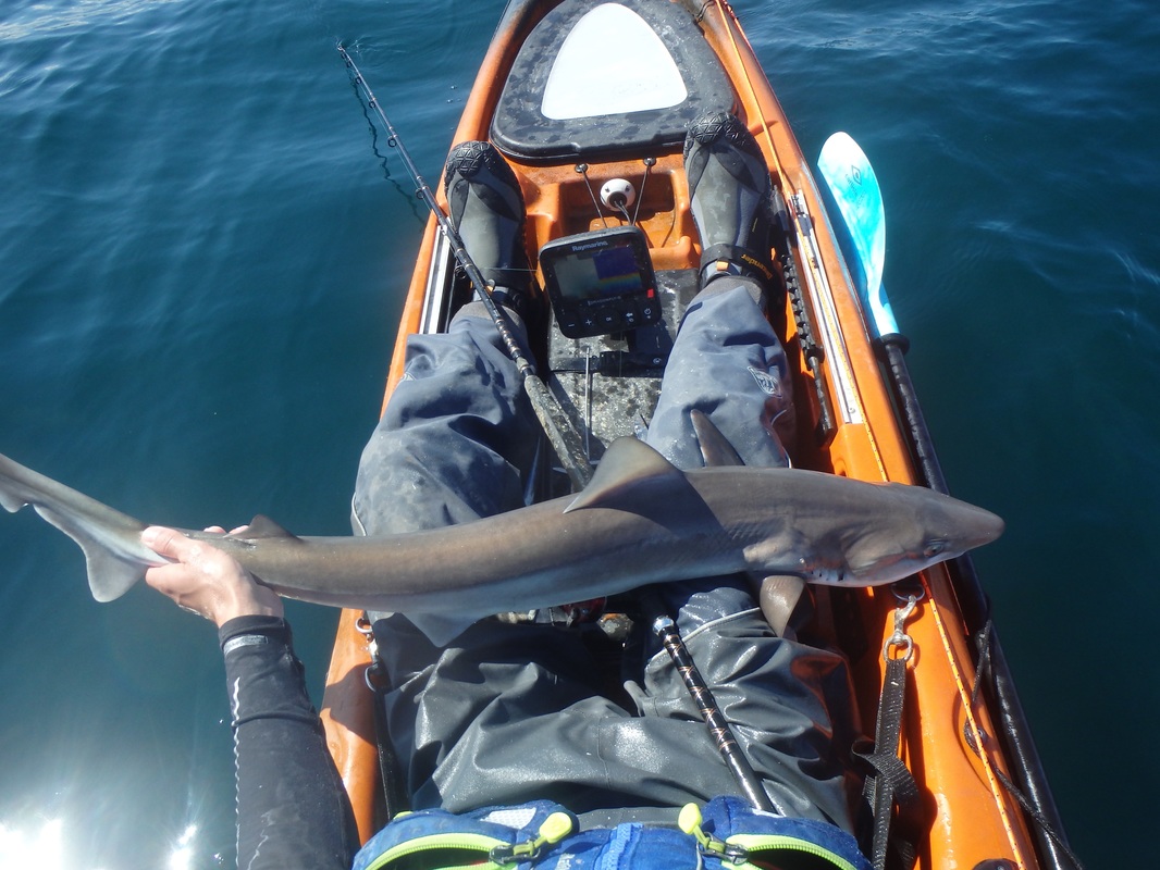 Tope Kayak Fishing in Cornwall