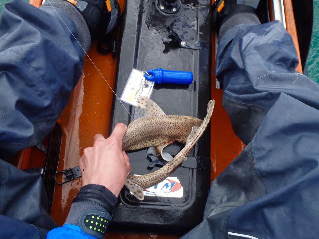Lesser Spotted Dogfish caught from the kayak